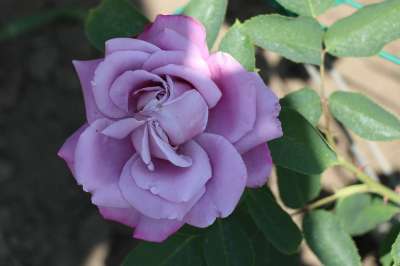 玫瑰 花 性质 工厂 浪漫的 爱情 浪漫 香水 花园 弗洛拉