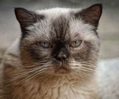 英国短毛猫 猫 可爱的 家猫 纯种 品种猫 家畜 毛皮 短发