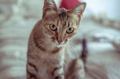 猫 眼睛 动物 宠物 肖像 小猫 老虎 猫科动物 看
