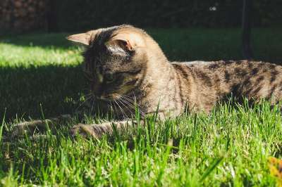 猫 户外的 虎斑猫 自然 草 户外 肖像 小猫 基蒂 老虎