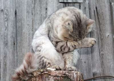 猫 宠物 灰猫 毛茸茸的猫 猫洗