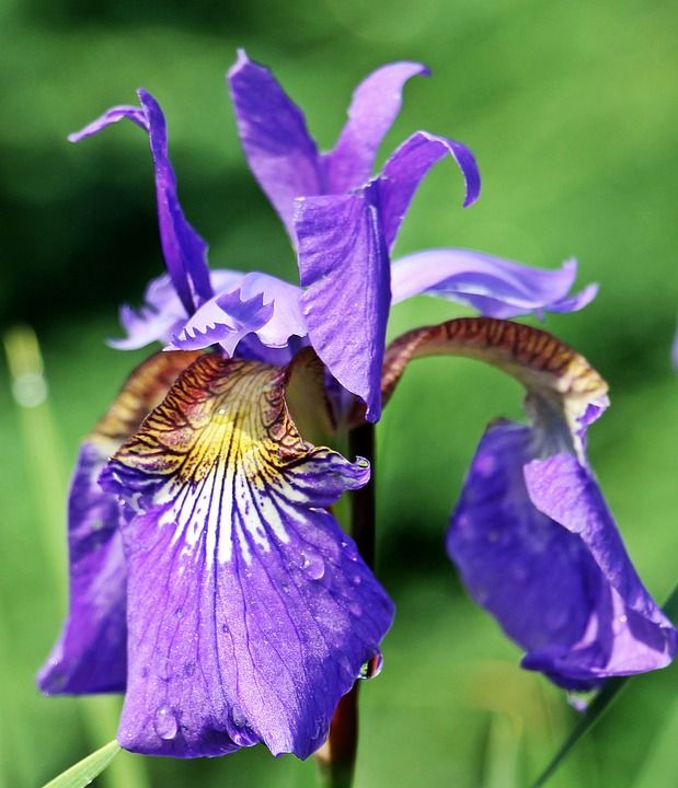 虹膜 剑百合 花 开花 紫色的小花 紫罗兰花 自然 花园 深紫色