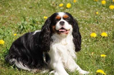 狗 骑士 骑士犬 西班牙猎犬 狗的品种 骑士查理王猎犬 卡维希