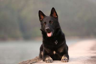 Dog Shepherd 德国牧羊犬 宠物