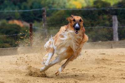 狗 灵缇犬 家畜 动物肖像 狗肖像 马场 赛狗活动 运动的
