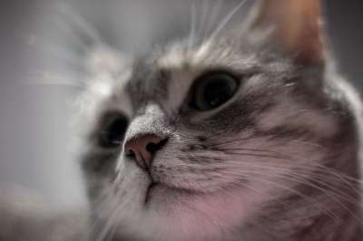 猫 鼻子 动物 宠物 胡须 老虎 眼睛 小猫 氖 睡觉