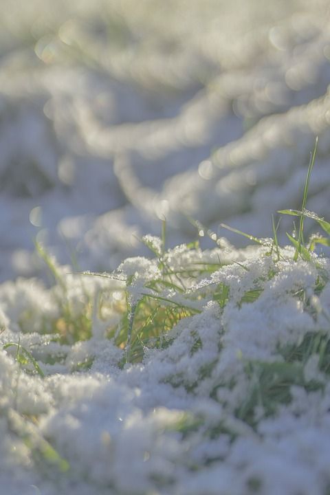 自然 雪 冬天 户外 草 草地 雪花