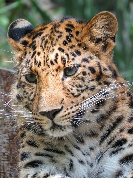 动物摄影 豹 捕食者 大猫 野生动物 晶须 毛皮 幼豹