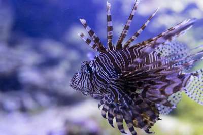 鱼 红狮子鱼 水族馆 海洋 物种 水下 特写 鳍