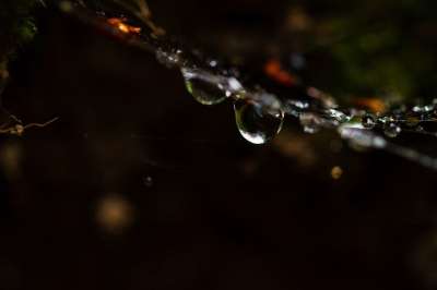 雨滴 黑暗 水滴 森林 科 黑暗的 湿的 背景 文本的空间