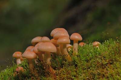 蘑菇 苔藓 森林 自然 真菌学 菌 毒菌