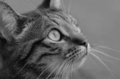 猫咪 Katze 黑和白 动物医院 黑色的 白色的 黑色白色 黑色