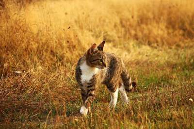 猫 小猫 虎猫 鲭鱼 家猫 草 落下 年轻的猫