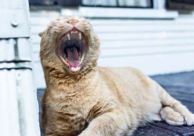 打哈欠 猫 嘴 牙齿 尖牙 疲劳的 宠物