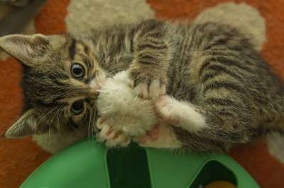 小猫 猫宝宝 小的 可爱的 家畜 家猫 猫 幼兽 猫肖像 猫脸