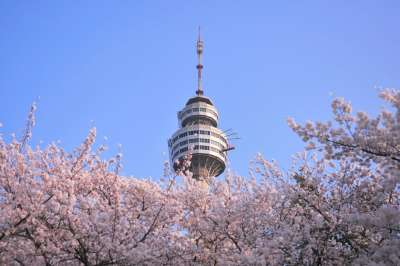 韩国 大邱 Cherryblossom 花 塔 春天 粉色的 树木