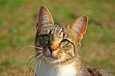 猫 虎猫 鲭鱼 家猫 小猫 家畜 动物 肖像 猫脸