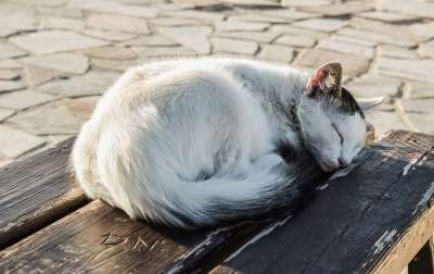 猫 年轻 睡眠 可爱的 动物 长椅 户外的