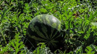 西瓜 植物 水果 农场 农业 蔬菜 食物 塞浦路斯 绿色食品