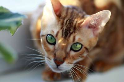 猫 孟加拉 宠物 在窗台上 品种