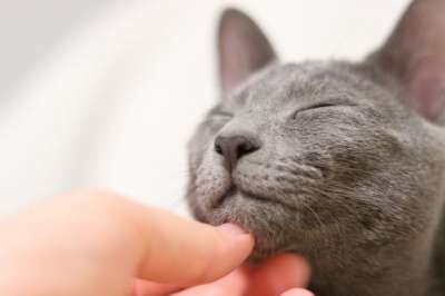 猫 俄罗斯蓝色的 小猫 柔软的 灰色 昏昏欲睡