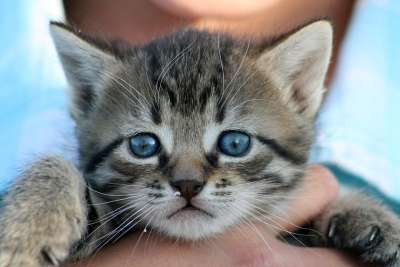 动物 猫 小猫 宠物 家猫 鱼骨 灰色
