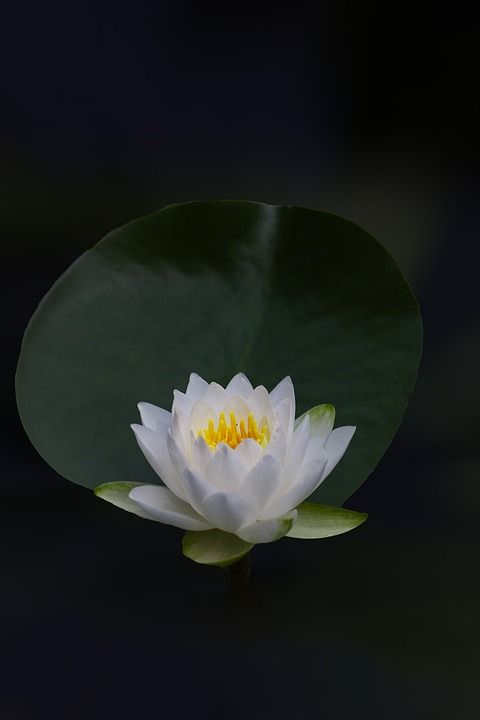 莲花 花 荷花 白色的花 植物 花瓣 白色的花瓣 自然 盛开