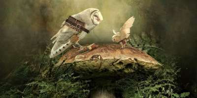 幻想 森林 猫头鹰 老师 学生 蘑菇 童话