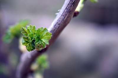 黑醋栗 开车 幼芽 树叶 分支 醋栗叶 植物 春天 醋栗家族