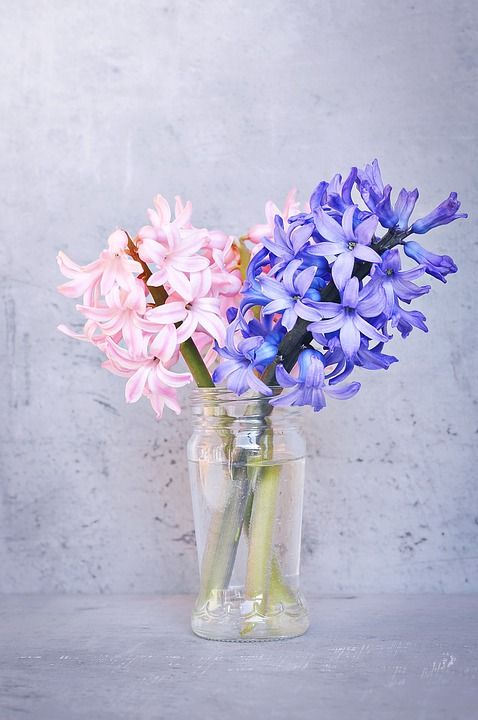 风信子 粉色的 蓝色的 花 粉红色的花 蓝色花 香花 开花 切花