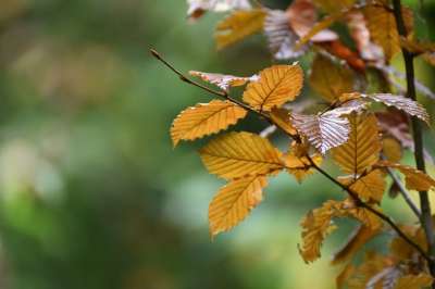 树叶 植物 叶子 枝杈 树枝 小枝 秋天的树叶 秋叶 自然