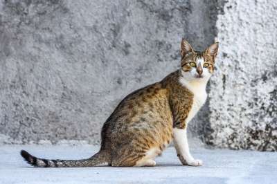 猫 动物 可爱的 宠物 小猫 国内的 有趣的 基蒂 灰色的