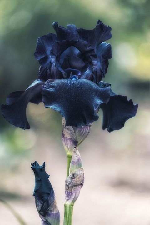 虹膜 剑百合 花 开花了 植物群 鸢尾花 雄蕊 雌蕊 植物
