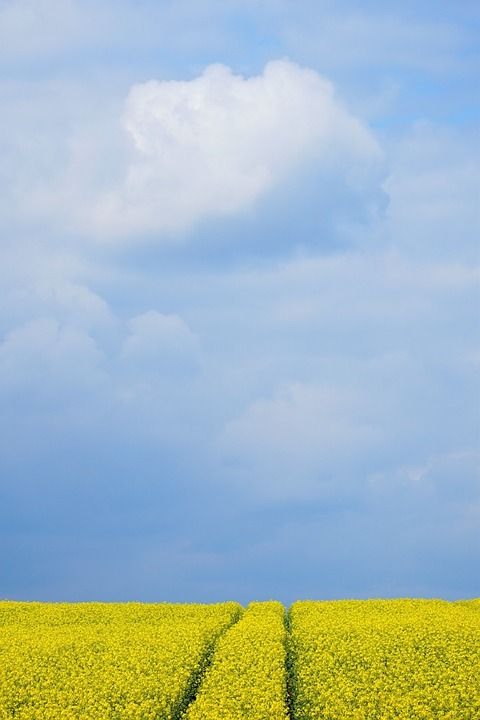 油菜 油菜籽场 场地 春天 农业 外表 开花 油菜开花 情绪