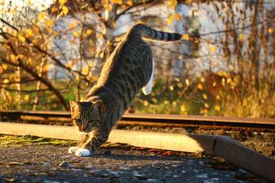 猫 落下 秋叶 暮光 小猫 秋色