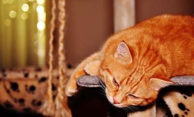 猫 宿醉 红色的 乐趣 可爱的 鲭鱼 老虎 舒适 动物 家猫