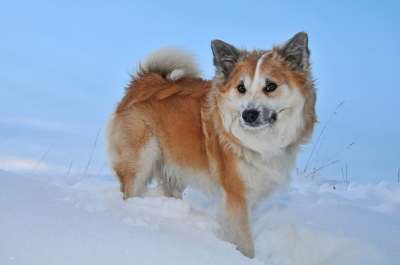 冰岛的狗 冬天 雪 寒冷的 狗