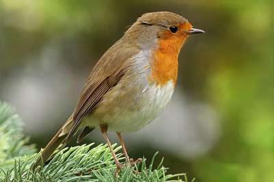 知更鸟 Erithacus Rubecula 鸟 花园 觅食