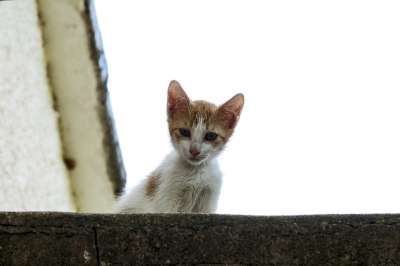 猫 动物 肖像 宠物 小猫咪 吉祥物 猫科动物 老虎 可爱