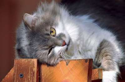 猫 眼睛 毛茸茸 灰色的 白 说谎 太阳 晒太阳 手表 播放
