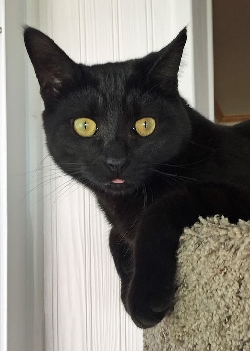 动物 猫 舌头 黑色的 有趣的 小猫 基蒂 可爱的