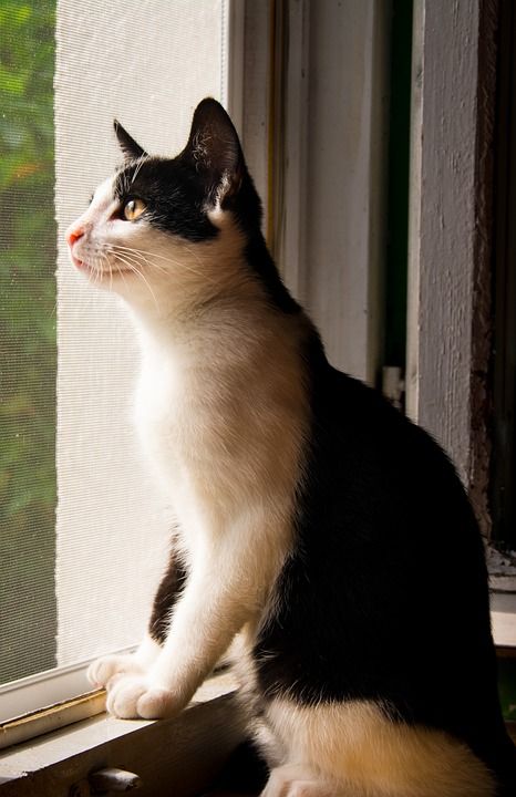 猫 小猫 雄猫 黑白猫 家猫 黑色的 小猫咪 年轻的小猫