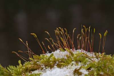冬天 雪 苔藓 关闭