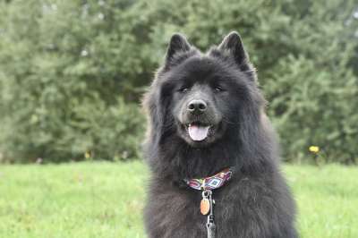 欧亚大陆 狗 草 犬类 背景 户外 哺乳动物 自然 动物