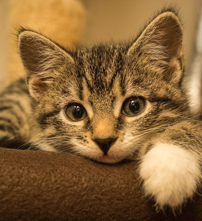 宿醉 小的 鲭鱼 小猫 家猫 家畜 可爱的 猫 猫宝宝 猫脸
