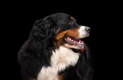 狗 伯恩山犬 宠物 黑色背景 大狗 狗背景 狗壁纸 动物 犬类