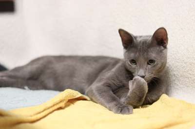 猫 俄罗斯蓝色的 小猫 柔软的 灰色 昏昏欲睡