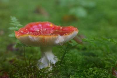 毒菌 森林 蘑菇 红飞木耳 有毒 苔藓 点缀 红色的 冷杉林