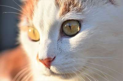 猫 家猫 家畜 动物 猫眼 白色的 猫脸 毛皮 关闭 脸
