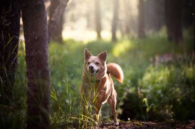 可爱的 动物 犬类 狗 草 户外 宠物